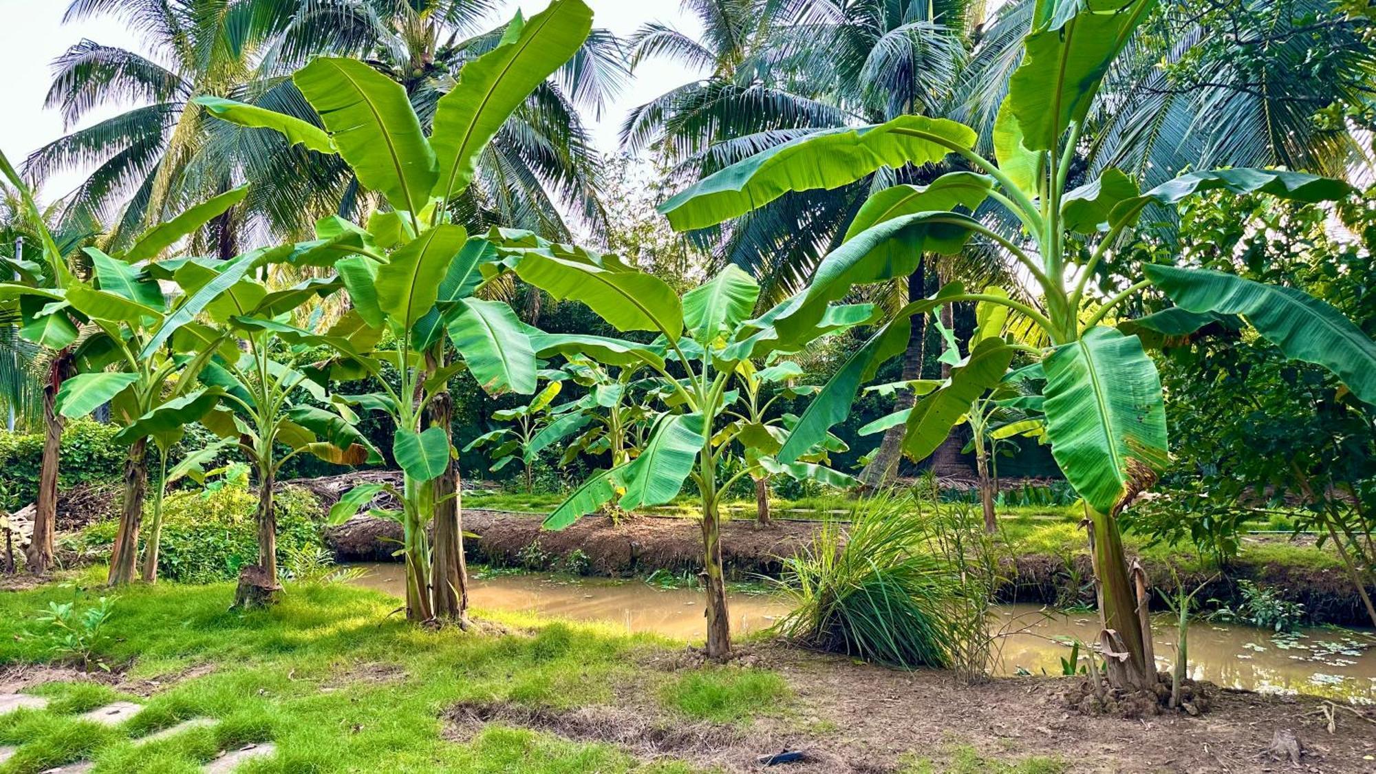 Hide Away Bungalows In Ben Tre City Dış mekan fotoğraf